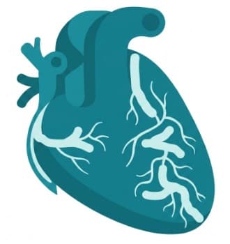 Cardiovascular
